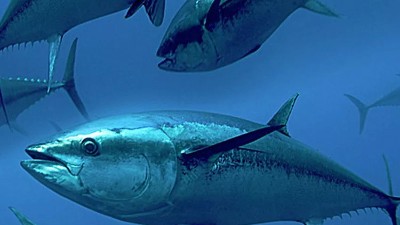 魚骨蛋白水解制取生物活性肽的方法有哪些？
